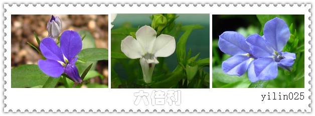 05�ﲥ�ɹ�չʾ