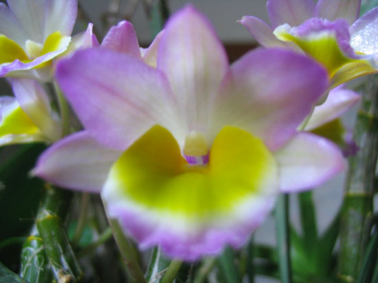 ����ҡҷ�Ķ���