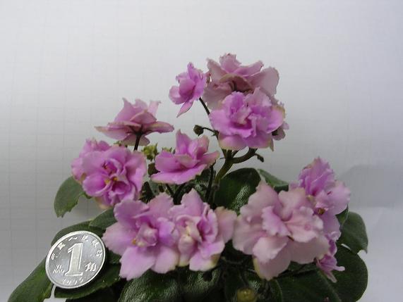 [��ˮ]��������ˮ��