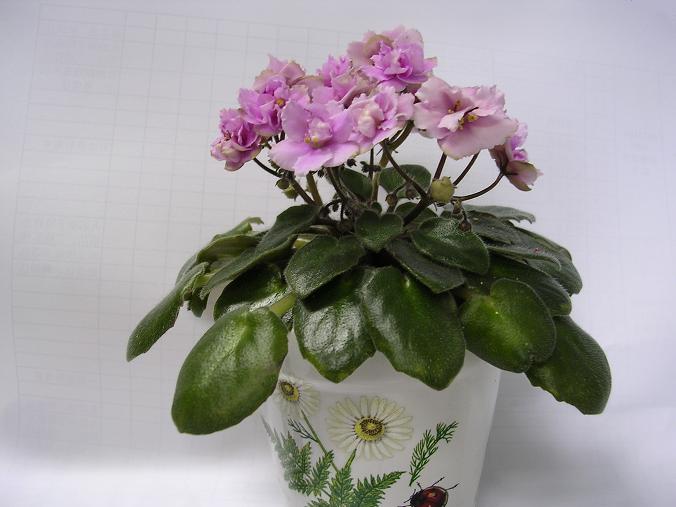 [��ˮ]��������ˮ��