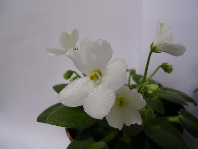 [��ˮ]��������ˮ��