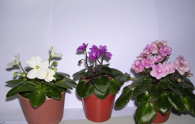 [��ˮ]��������ˮ��