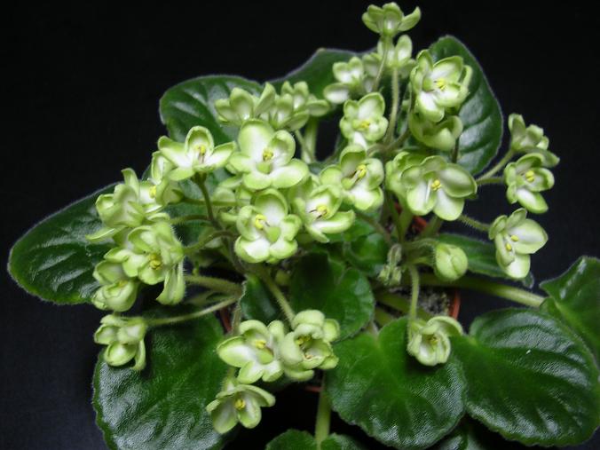 [��ˮ]��������ˮ��