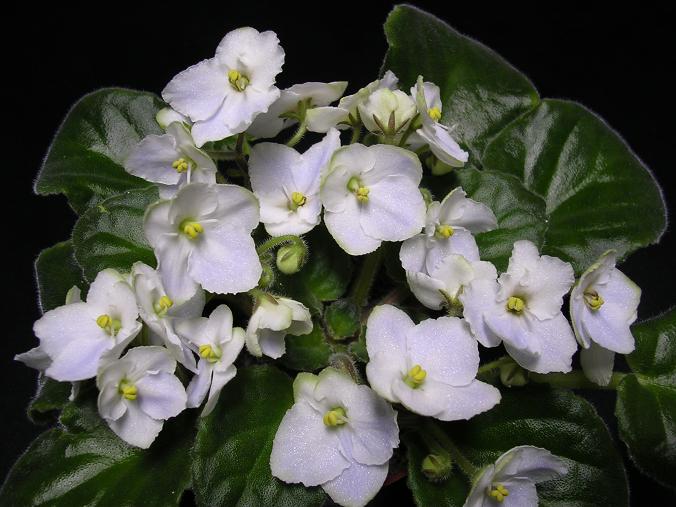 [��ˮ]��������ˮ��