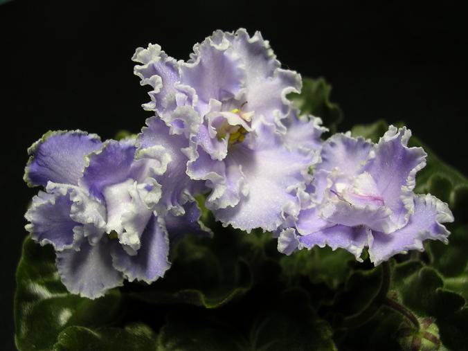 [��ˮ]��������ˮ��