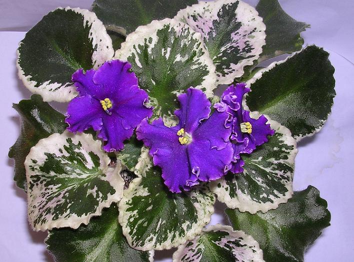 [��ˮ]��������ˮ��