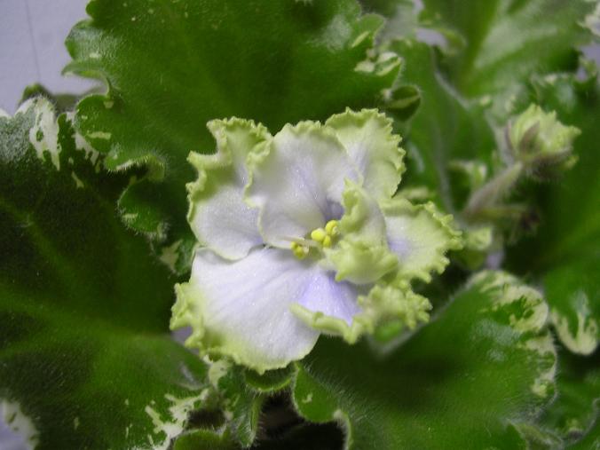 [��ˮ]��������ˮ��