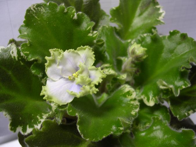 [��ˮ]��������ˮ��