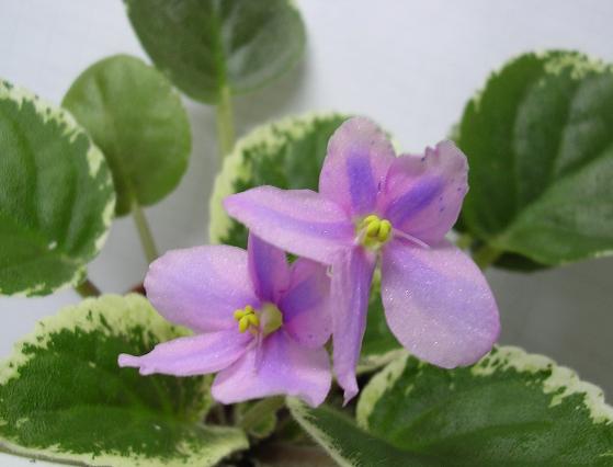 [��ˮ]��������ˮ��