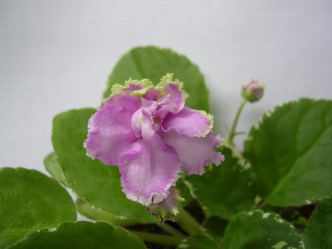 [��ˮ]��������ˮ��