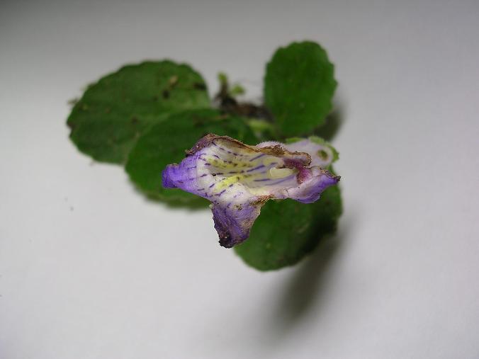 [����]����̦��������