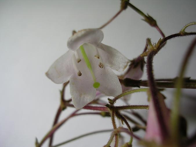 [����]����̦��������