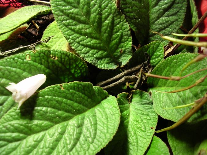 [����]����̦��������