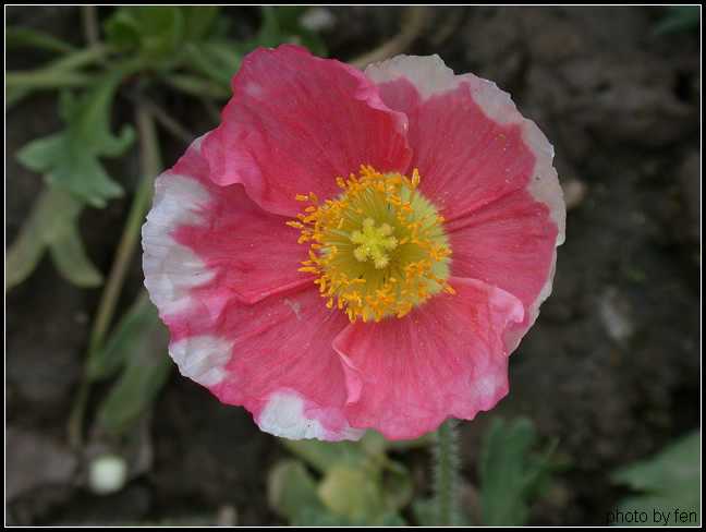 �Ϻ�������·�̻����ı���������