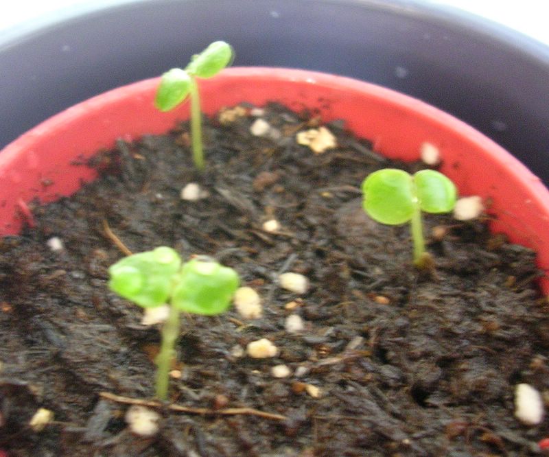 [�Ź�Ʒ����ֲС��]����1�����ذ���������˻�ɫ