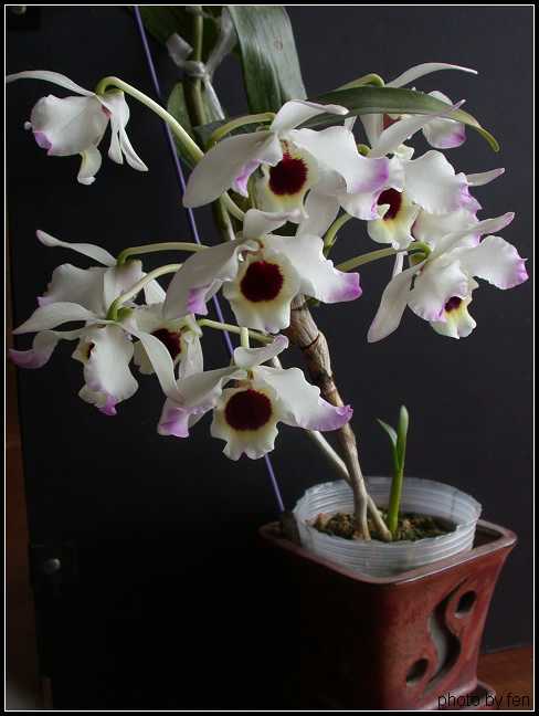 ��ʯ��������