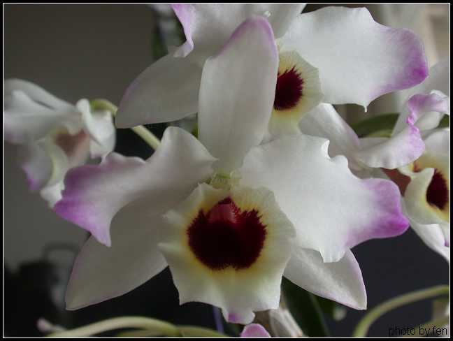 ��ʯ��������