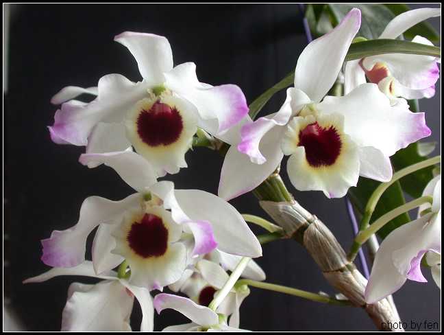 ��ʯ��������