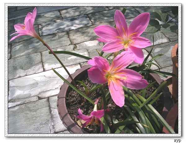 �����쿪��