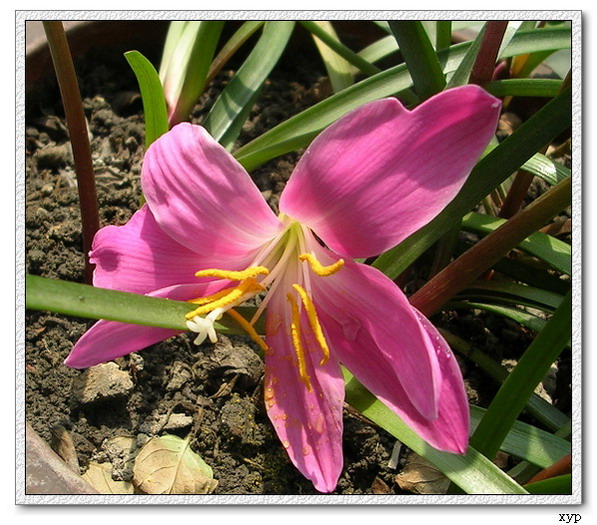 �����쿪��