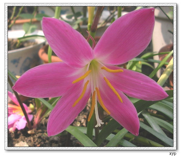 �����쿪��