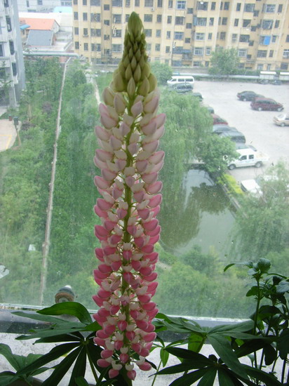 ���������ȶ�������ݼ��������� *-*����Ļ�԰*-*