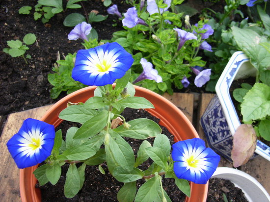 ���������ȶ�������ݼ��������� *-*����Ļ�԰*-*