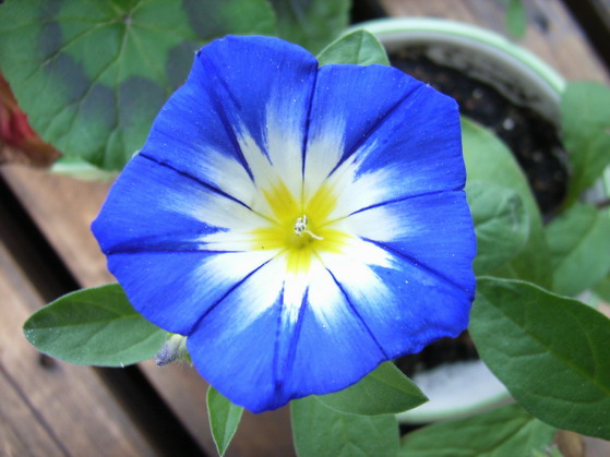 ���������ȶ�������ݼ��������� *-*����Ļ�԰*-*