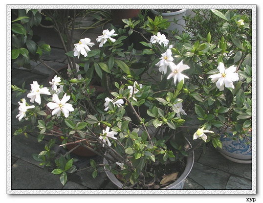 ���ӻ���