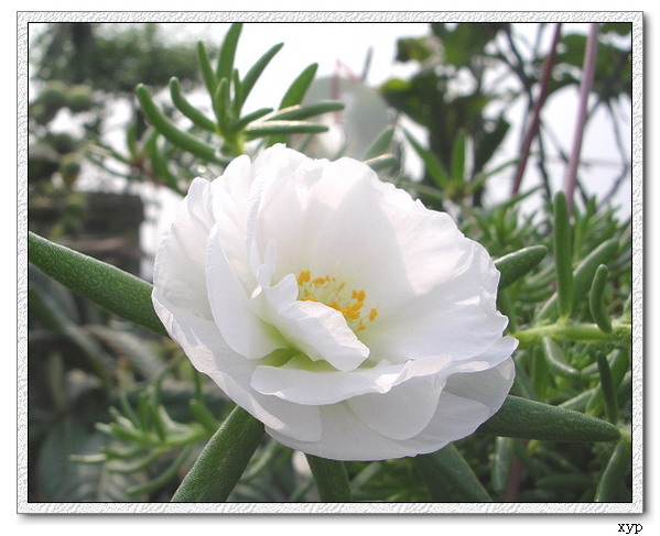 ���ĵ�һ��̫����