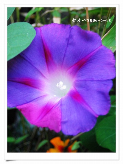 ���쿪�˵�һ��ǣţ