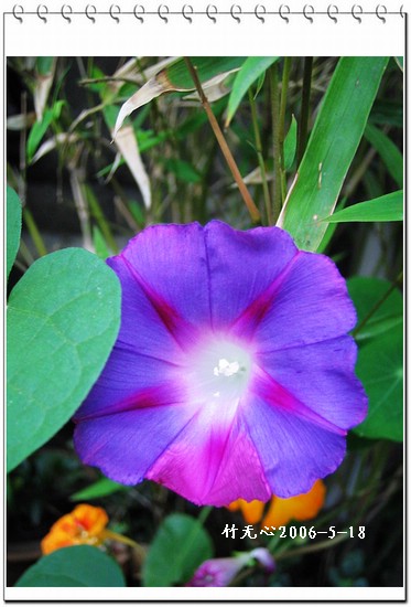 ���쿪�˵�һ��ǣţ