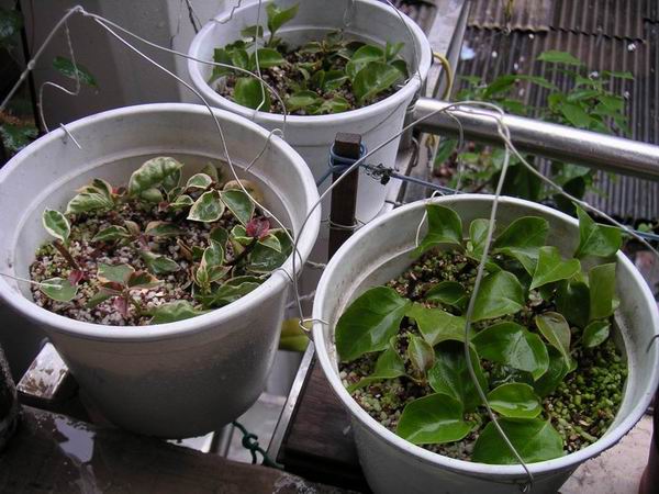 ������̨�ϵ�Ҷ�ӻ�������÷��