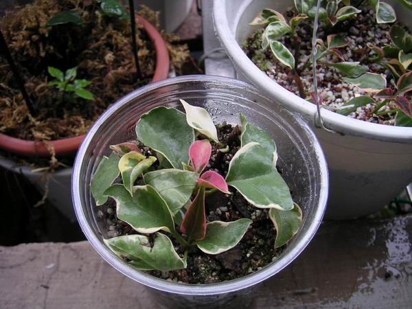 ������̨�ϵ�Ҷ�ӻ�������÷��