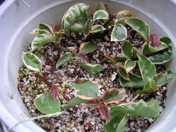 ������̨�ϵ�Ҷ�ӻ�������÷��