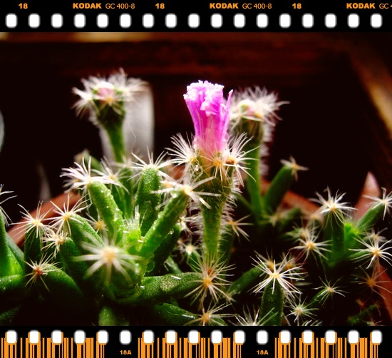 �ⳤ�̵ļһ�˭��ʶ��������