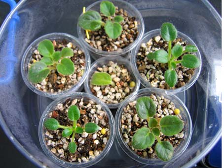 �ຣ�ޱߣ�5��������