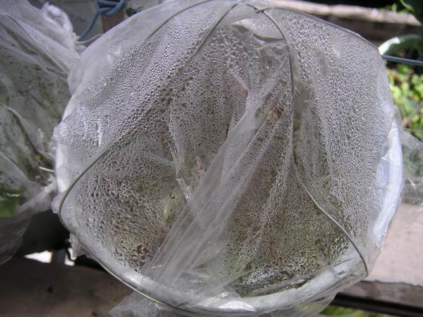 ������̨�ϵ�Ҷ�ӻ�������÷��