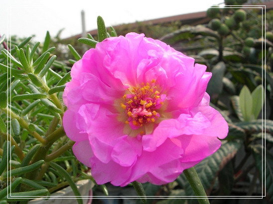 ���ĵ�һ��̫����