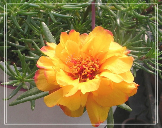 ���ĵ�һ��̫����