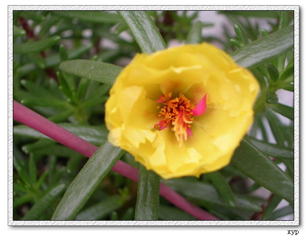 ���ĵ�һ��̫����