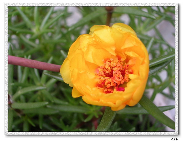 ���ĵ�һ��̫����