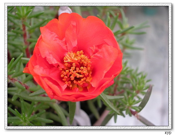 ���ĵ�һ��̫����