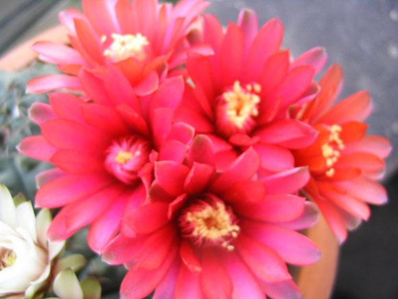 �����Ĵ�����