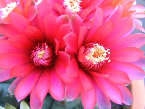 �����Ĵ�����