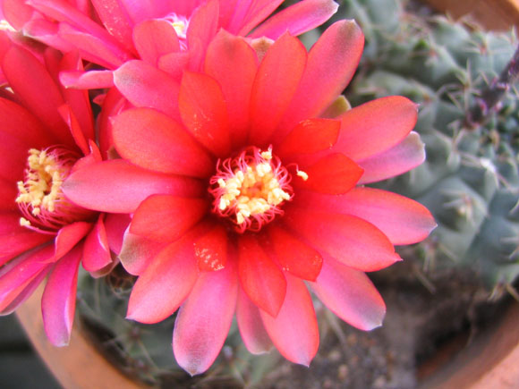 �����Ĵ�����