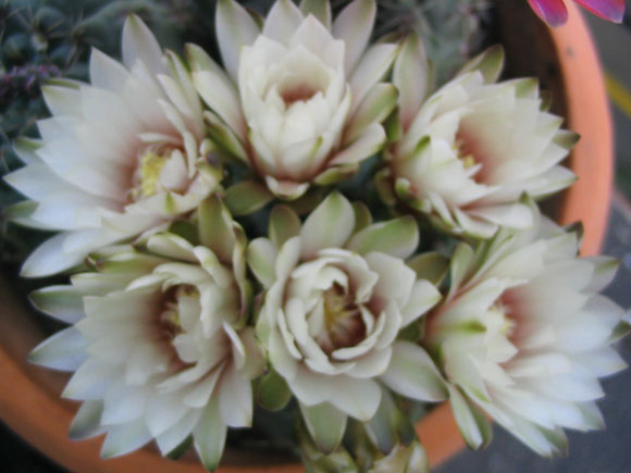 �����Ĵ�����