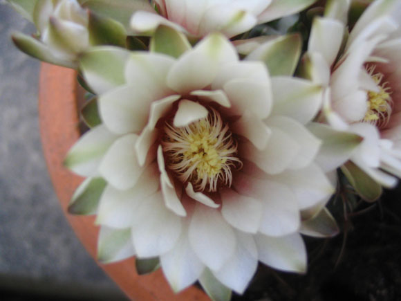 �����Ĵ�����