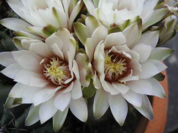 �����Ĵ�����