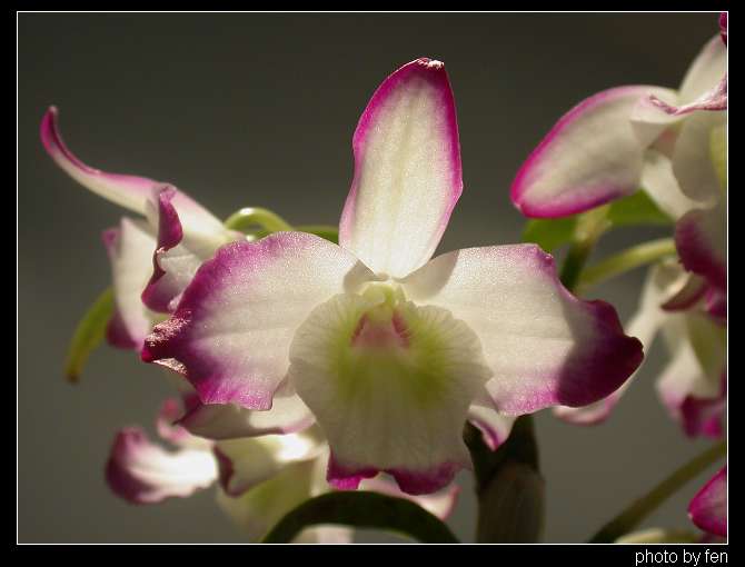 ��ʯ��������